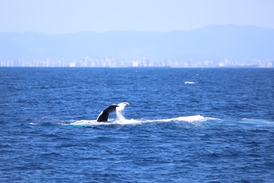 白天蓝海上的黑鲸和白鲸